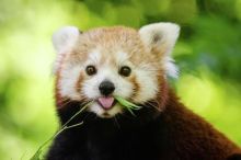 image: 100 jours au zoo du Pal