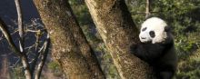 4 saisons au royaume du panda image: 4 saisons au royaume du panda