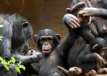 image: Animaux & Cie : une seconde chance