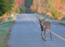 image: Attention ! Passage d'animaux : quand la faune croise nos routes