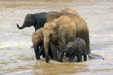 image: Au secours de la faune africaine