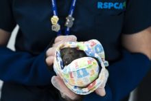 image: Australie : urgences faune sauvage