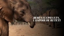 image: Bébés éléphants, l'espoir de Reteti