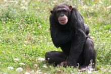 image: Caméra à la patte