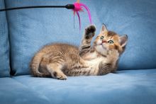 image: Chiots & chatons, 3 mois pour devenir grands