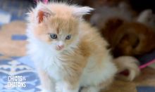 image: Chiots & chatons, 3 mois pour devenir grands