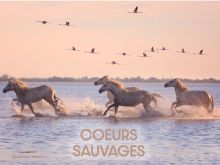 image: Coeurs sauvages