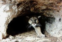 image: Der Puma - Phantom der Rocky Mountains