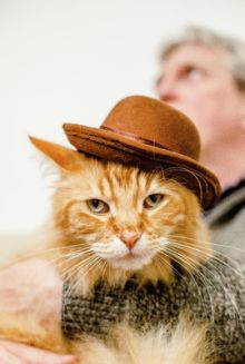 image: Empire félin