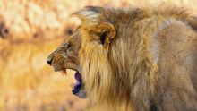 image: Frères lions