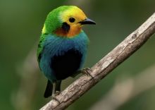 image: Gardiens des oiseaux en Colombie