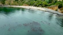 Kelp, I Need Somebody ! image: Kelp, I Need Somebody !