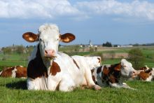 image: L'agriculture c'est là-haut aussi