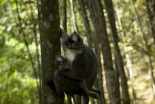 image: L'Indonésie sauvage