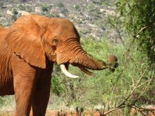 La marche des éléphants image: La marche des éléphants