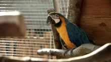 image: La Tanière, le zoo-refuge de l'espoir