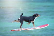 image: Le grand bêtisier de Noël