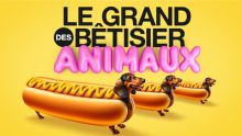 Le grand bêtisier des animaux image: Le grand bêtisier des animaux
