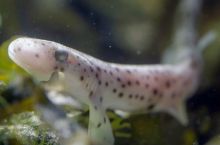 image: Le grand cirque des marées