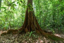 Le monde secret des forêts image: Le monde secret des forêts