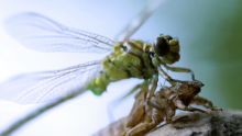 Le paradoxe des libellules image: Le paradoxe des libellules