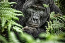 image: Les éclaireurs de la biodiversité