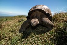 image: Les Galápagos