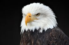 image: Les superpouvoirs des aigles