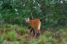 image: Les superpouvoirs des plantes