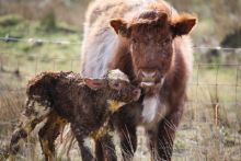 image: Mamans animales