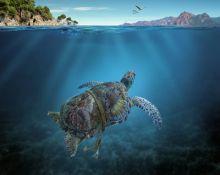 image: Méditerranée, l'odyssée pour la vie