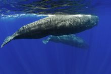 image: Méditerranée, l'odyssée pour la vie