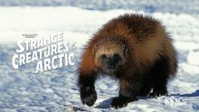 image: Merveilleuses créatures de l'Arctique