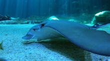 Nausicaá, dans les coulisses du plus grand aquarium d'Europe image: Nausicaá, dans les coulisses du plus grand aquarium d'Europe