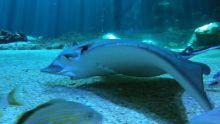 Nausicaá, dans les coulisses du plus grand aquarium d'Europe image: Nausicaá, dans les coulisses du plus grand aquarium d'Europe
