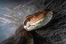 image: Objectif Wild