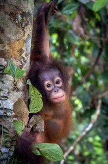 Orangs-outans, nos cousins rouges de la forêt image: Orangs-outans, nos cousins rouges de la forêt