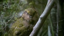 image: Origine native, Deidre et l'oiseau kakapo