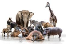 image: Prédateurs meurtriers