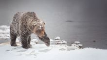 image: Sophie, la grizzly du Yukon