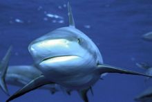 Sur la piste des requins : une exploration océanique image: Sur la piste des requins : une exploration océanique