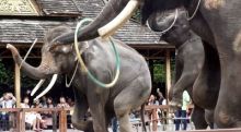 image: Trafic d'éléphants, enquête sous haute tension