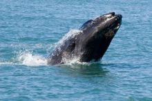 image: Ushuaïa nature