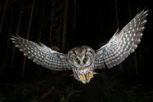 image: Waldtiere bei Nacht - Über Leben im Dunkeln