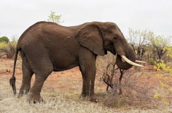 image: 100 Jahre Kruger Nationalpark mit Dirk Steffens