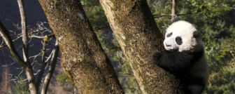 image: 4 saisons au royaume du panda