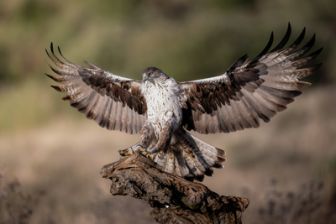 image: Aigle de Bonelli, le prince des garrigues