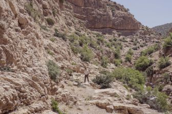 image: Algérie, sections armes spéciales