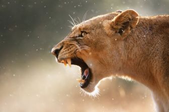 image: Alpha, la quête du pouvoir