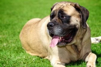 image: Angleterre, pays des grands chiens